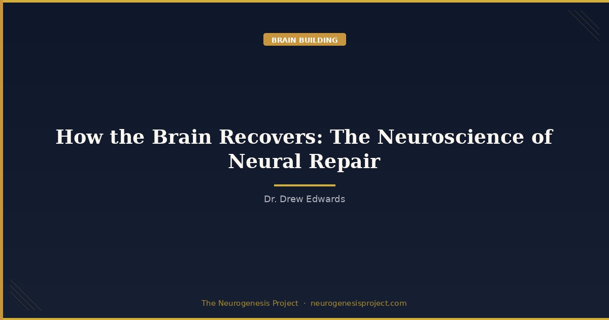 How the Brain Recovers: The Neuroscience of Neural Repair | The ...